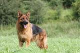 BERGER ALLEMAND 804